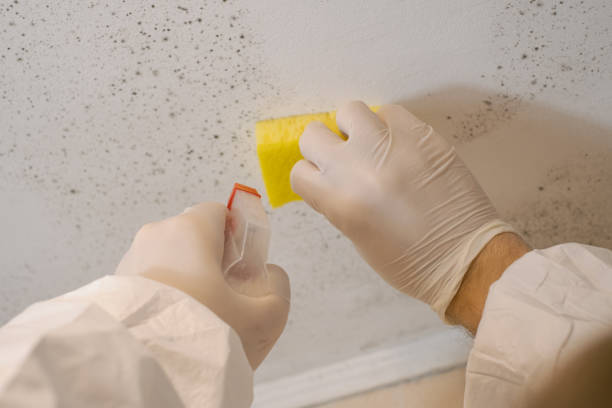 Trusted Vega, TX Mold Removal Experts